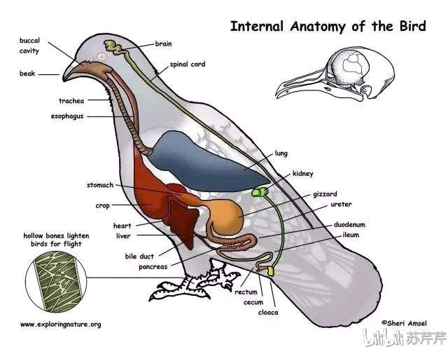 鸟类解剖图