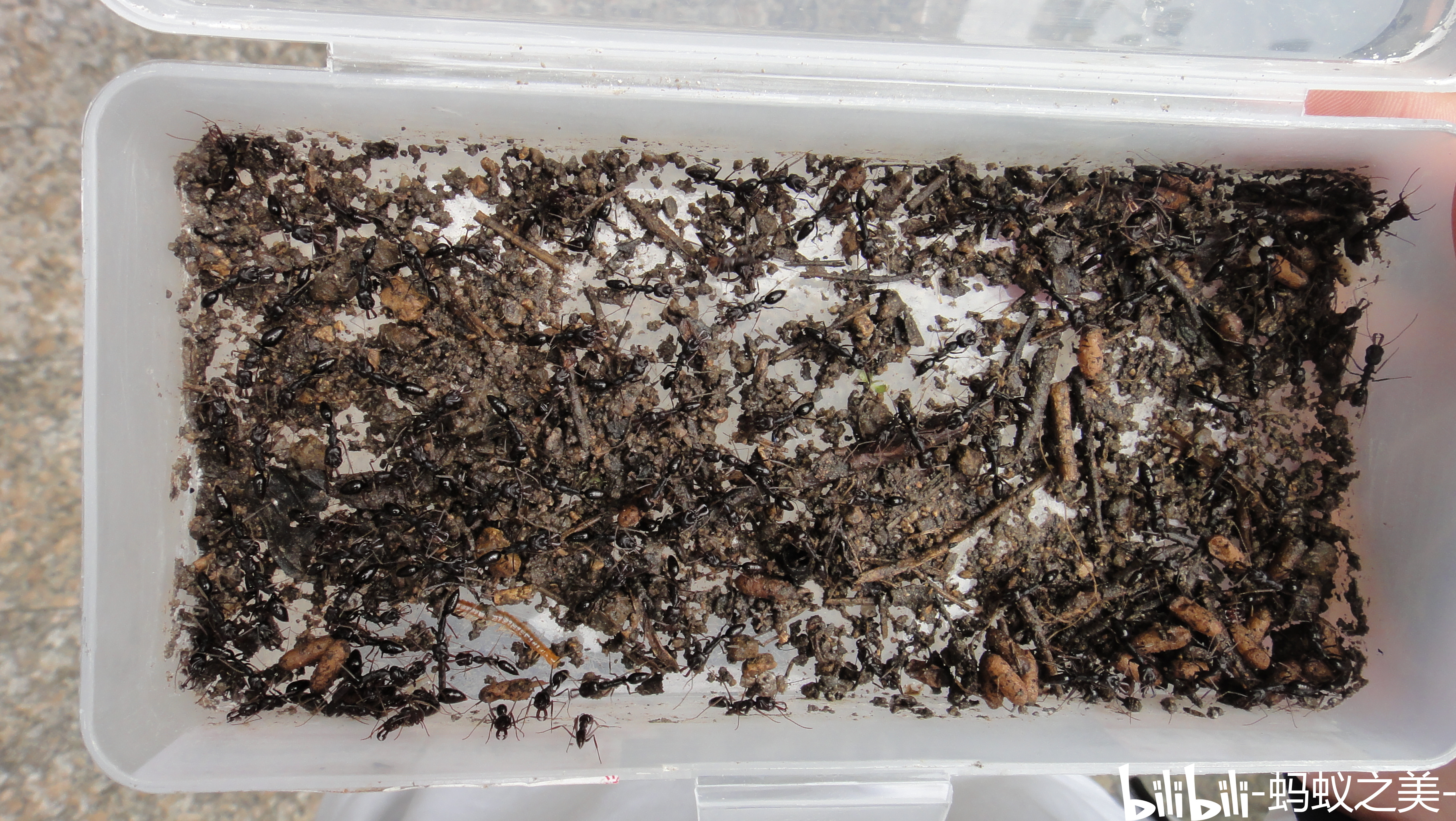 【蚂美专辑】最后的赠礼:中国大齿猛蚁属(odontomachus)采集与饲养
