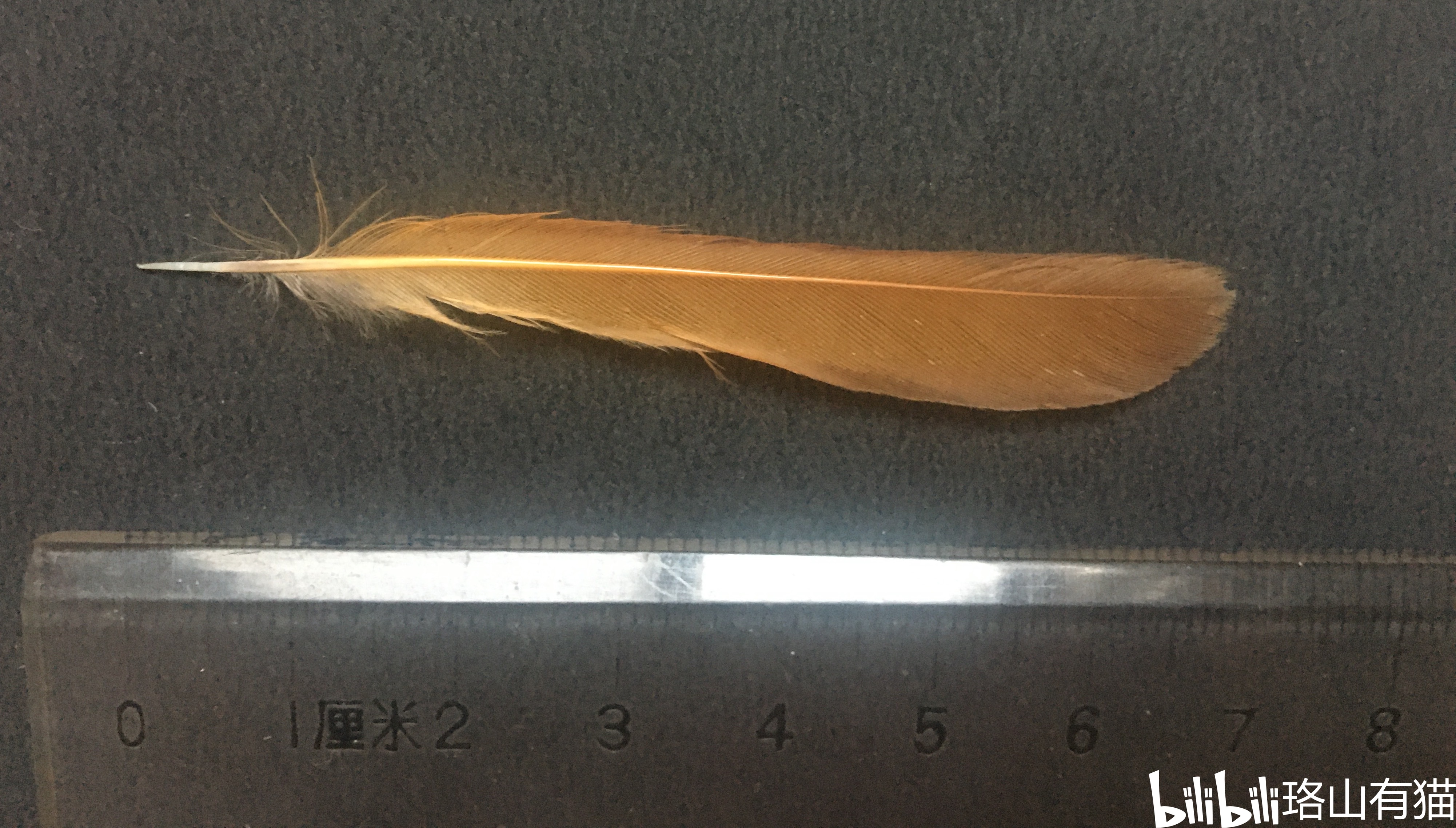 毛概羽毛的结构与辨识概述第二版