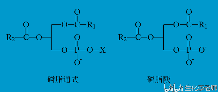 磷脂通式