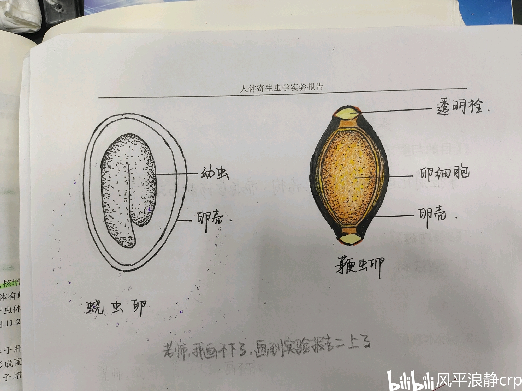 寄生虫学实验报告(完结)自己画的,不许转载.(仅供参考.