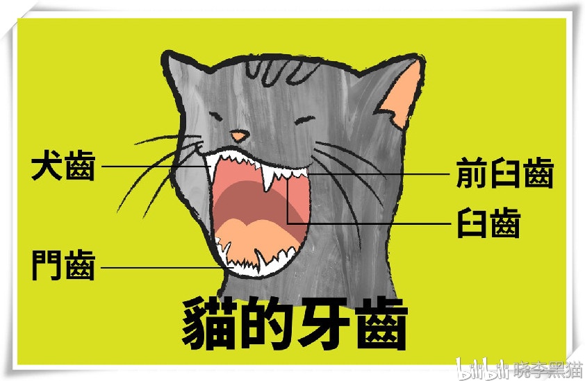 2岁以上的猫咪牙周病患率高达75%,无论干粮湿粮都不能代替刷牙