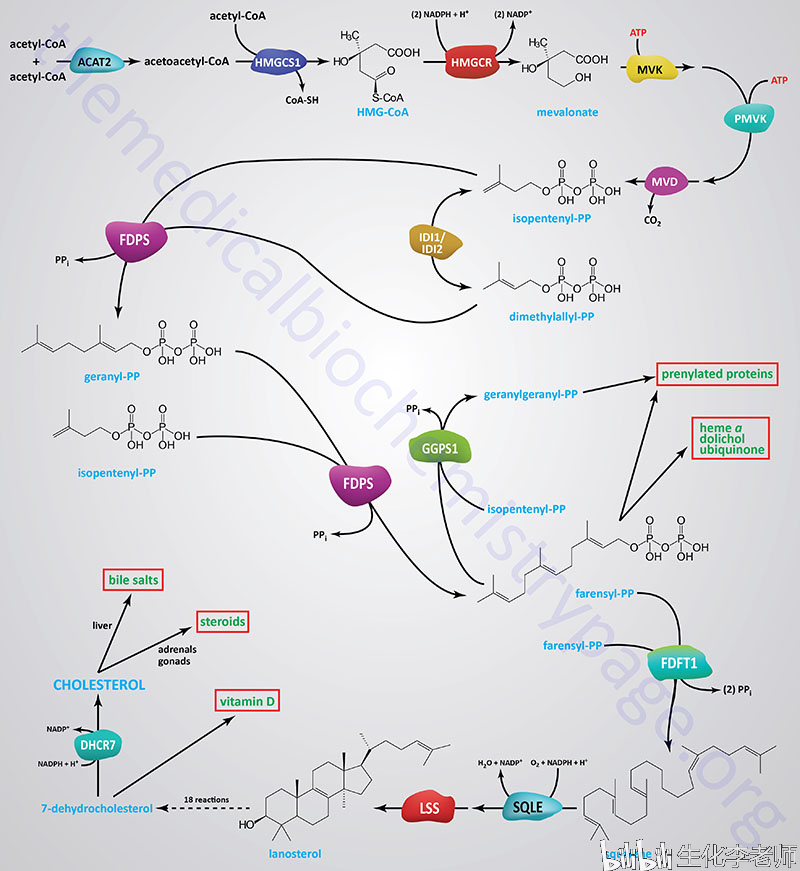 胆固醇代谢与小g蛋白的异戊二烯化修饰