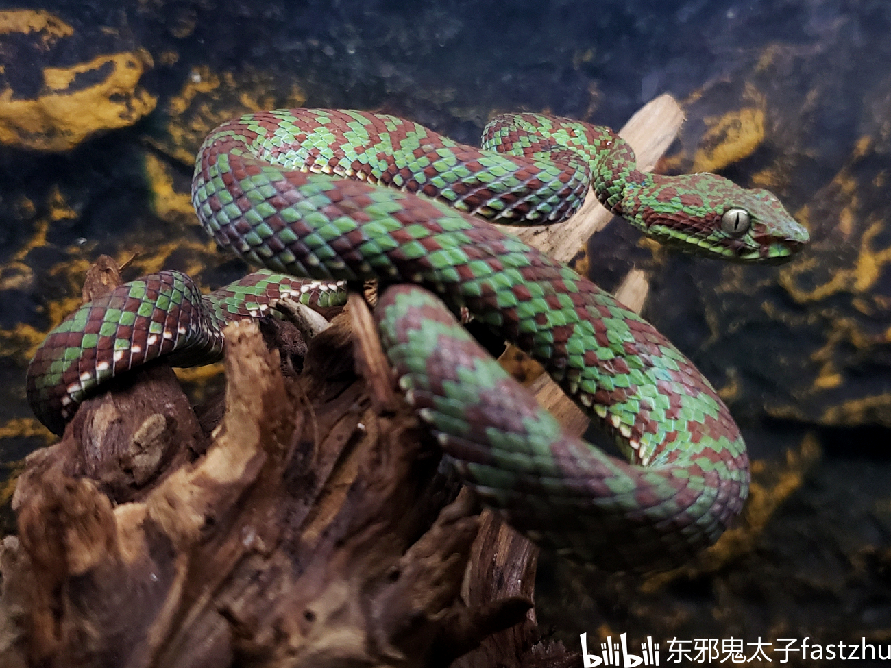 14,斯里兰卡竹叶青(trimeresurus trigonocephalus) 大型竹子,资料说