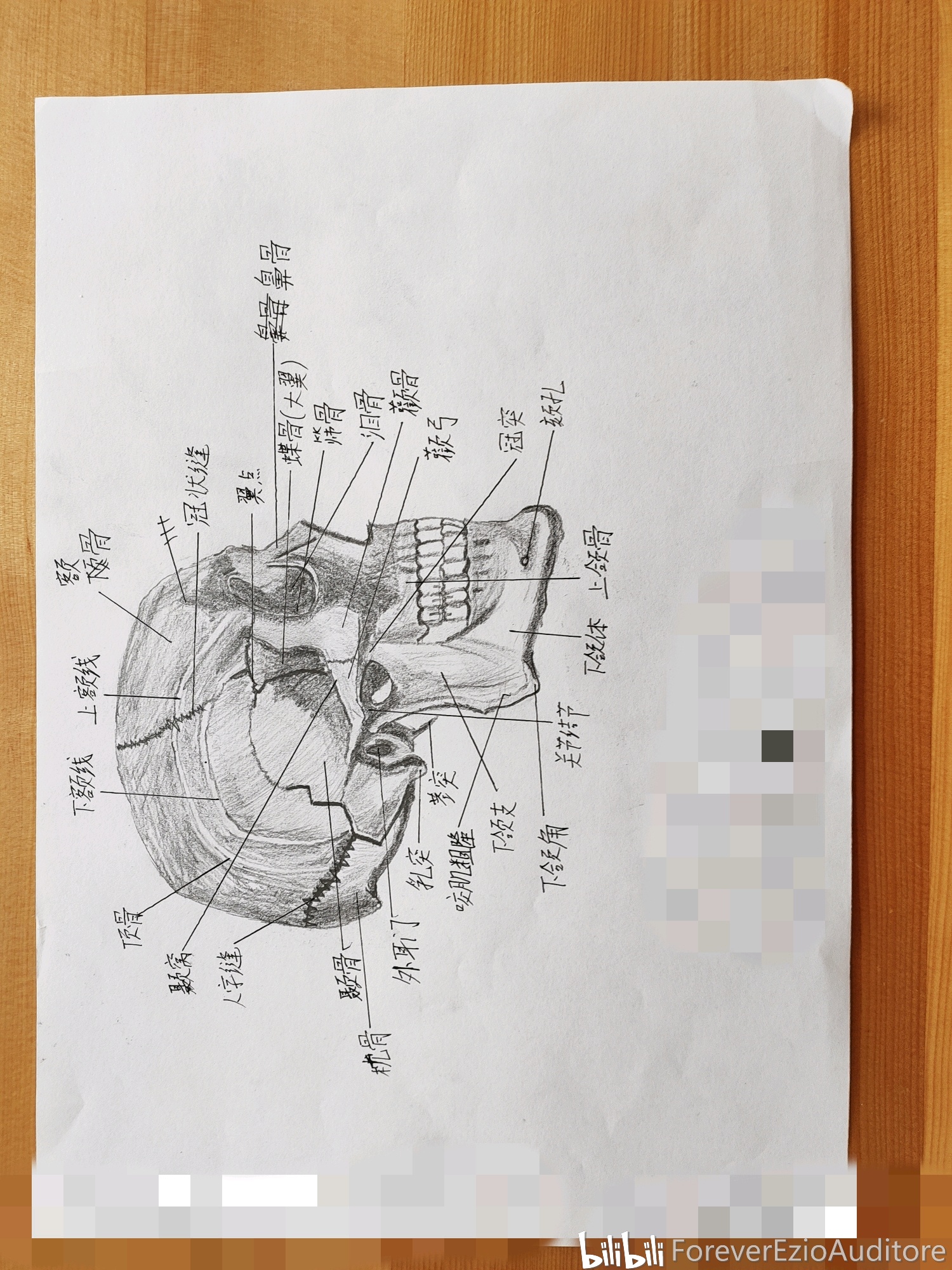 艺术与科学的结合医学解剖素描图一