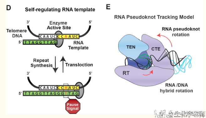 编码rna与非编码rna(二)