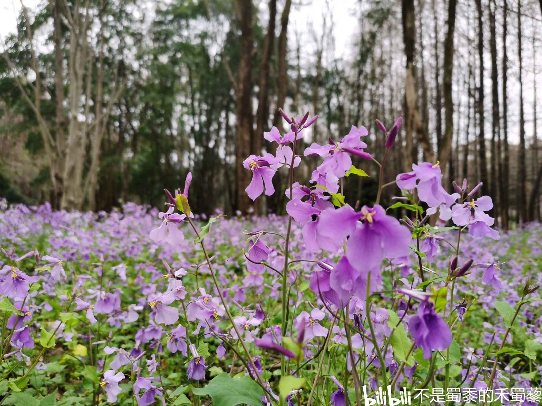 待到山花烂漫时-2021早春蓝紫色系野花