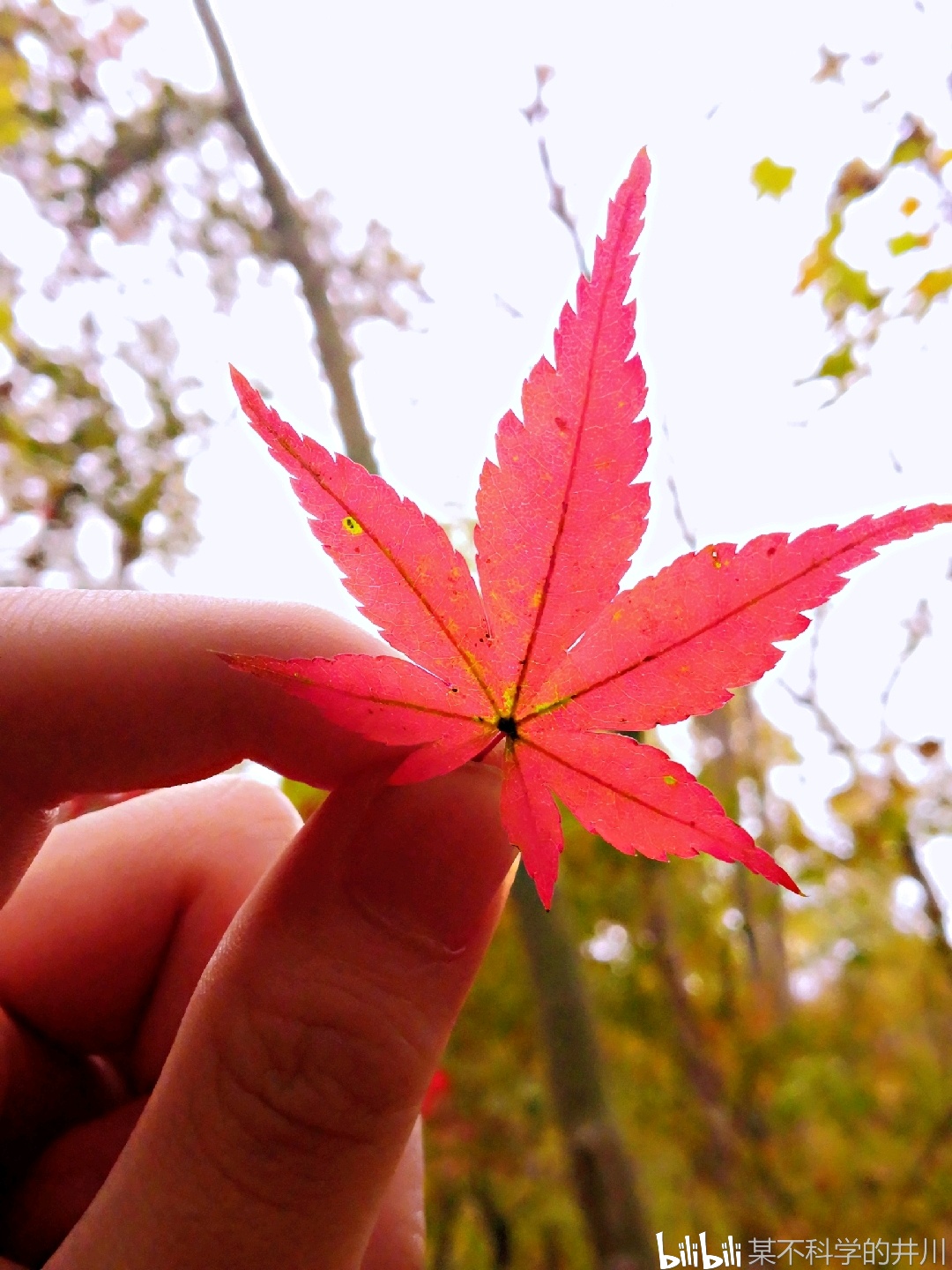 路上捡到的小片红叶,对着光看粉嫩粉嫩的
