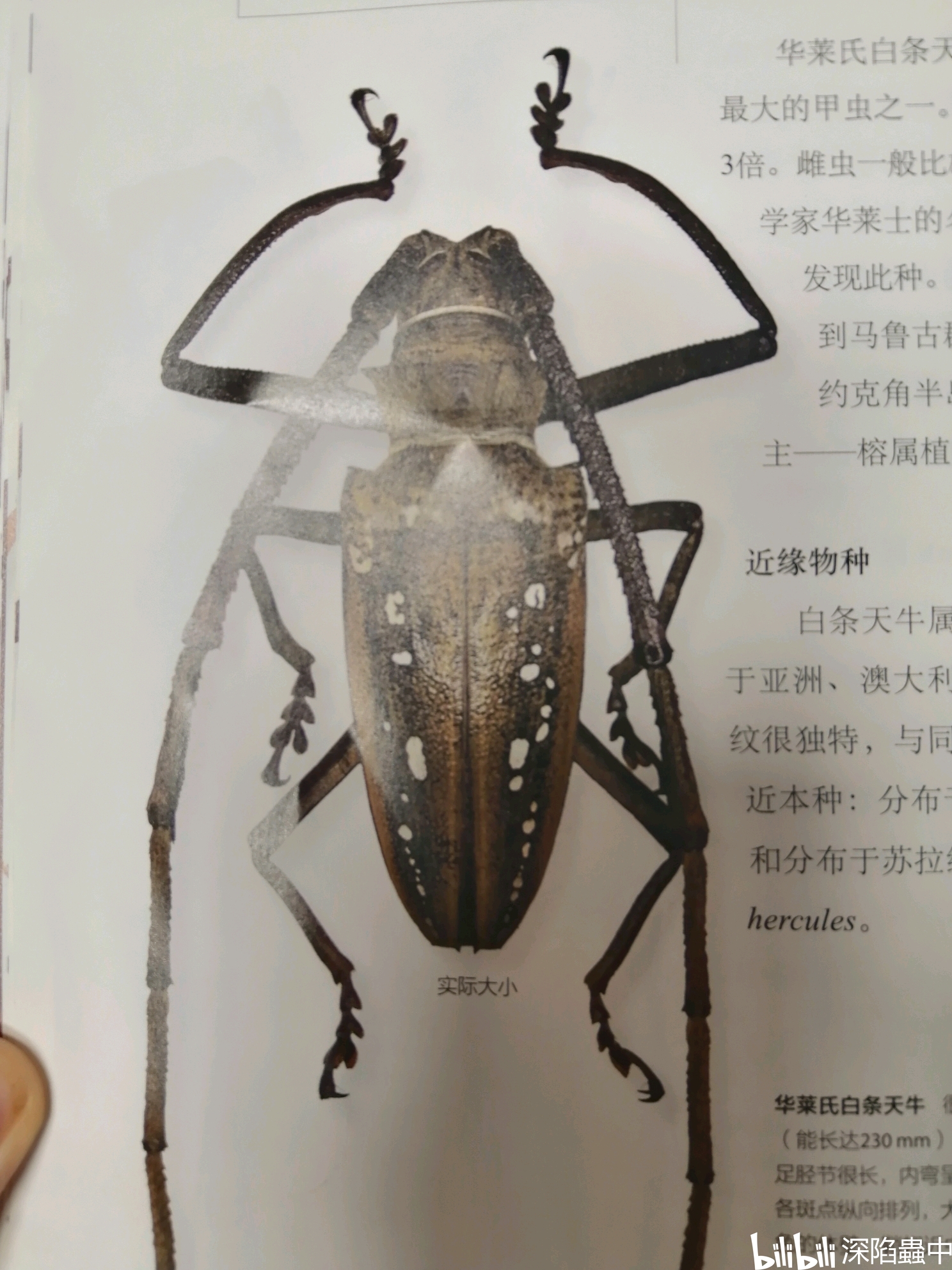 华莱士白条天牛batocera wallacei wallace's longhorn beetle