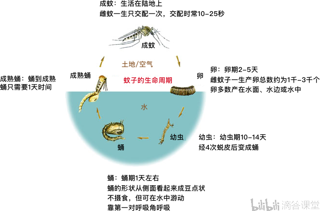 蚊子的生命周期.蚊子的寿命不长,雄性为3-10天,雌性为10-20天.