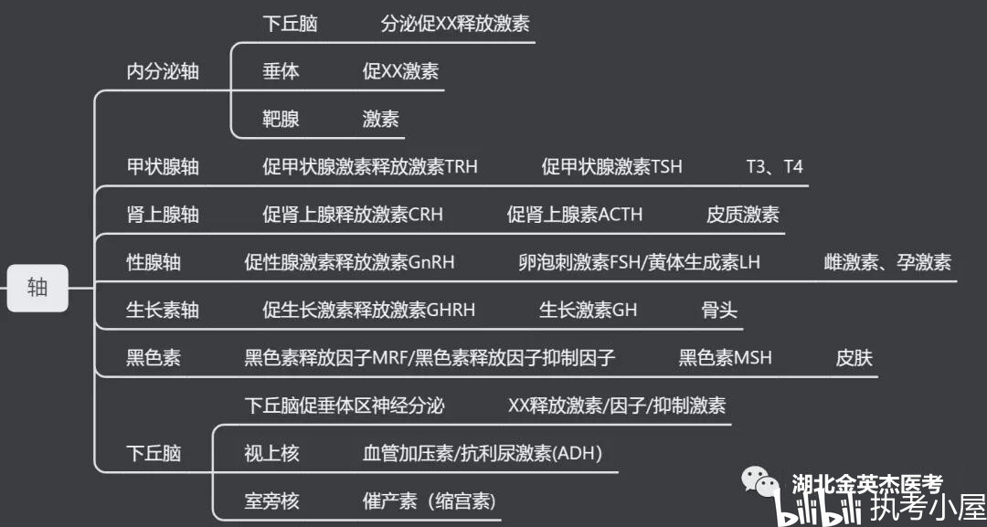 临床思维导图-内分泌系统1