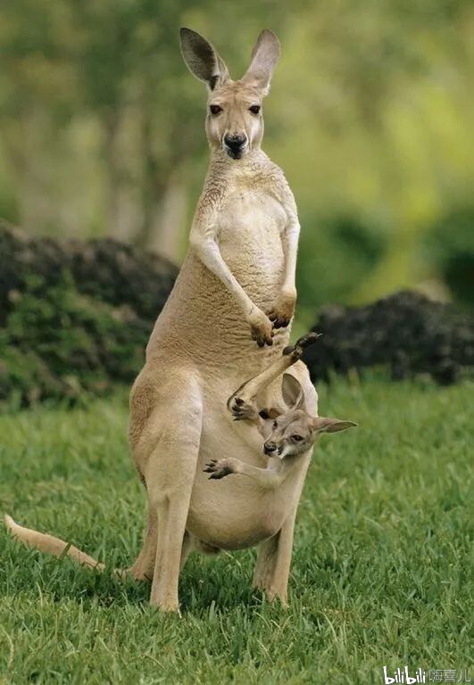 袋鼠kangaroos