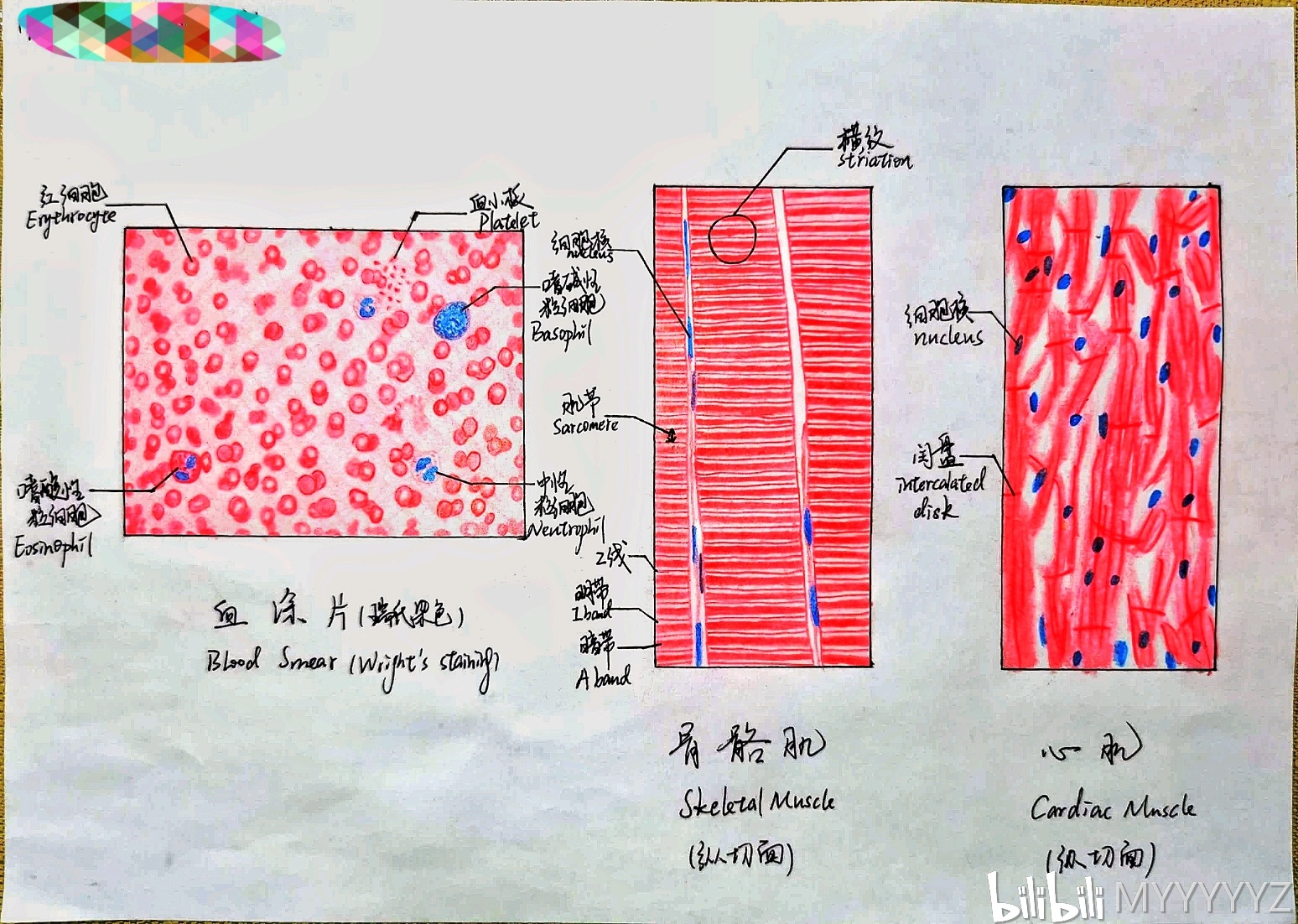 疏松结缔组织: 我画的: 实物图: 血液与肌肉: 我画的: 实物图: 神经