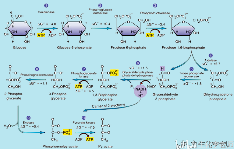 糖酵解过程及中的重要酶类及其调控