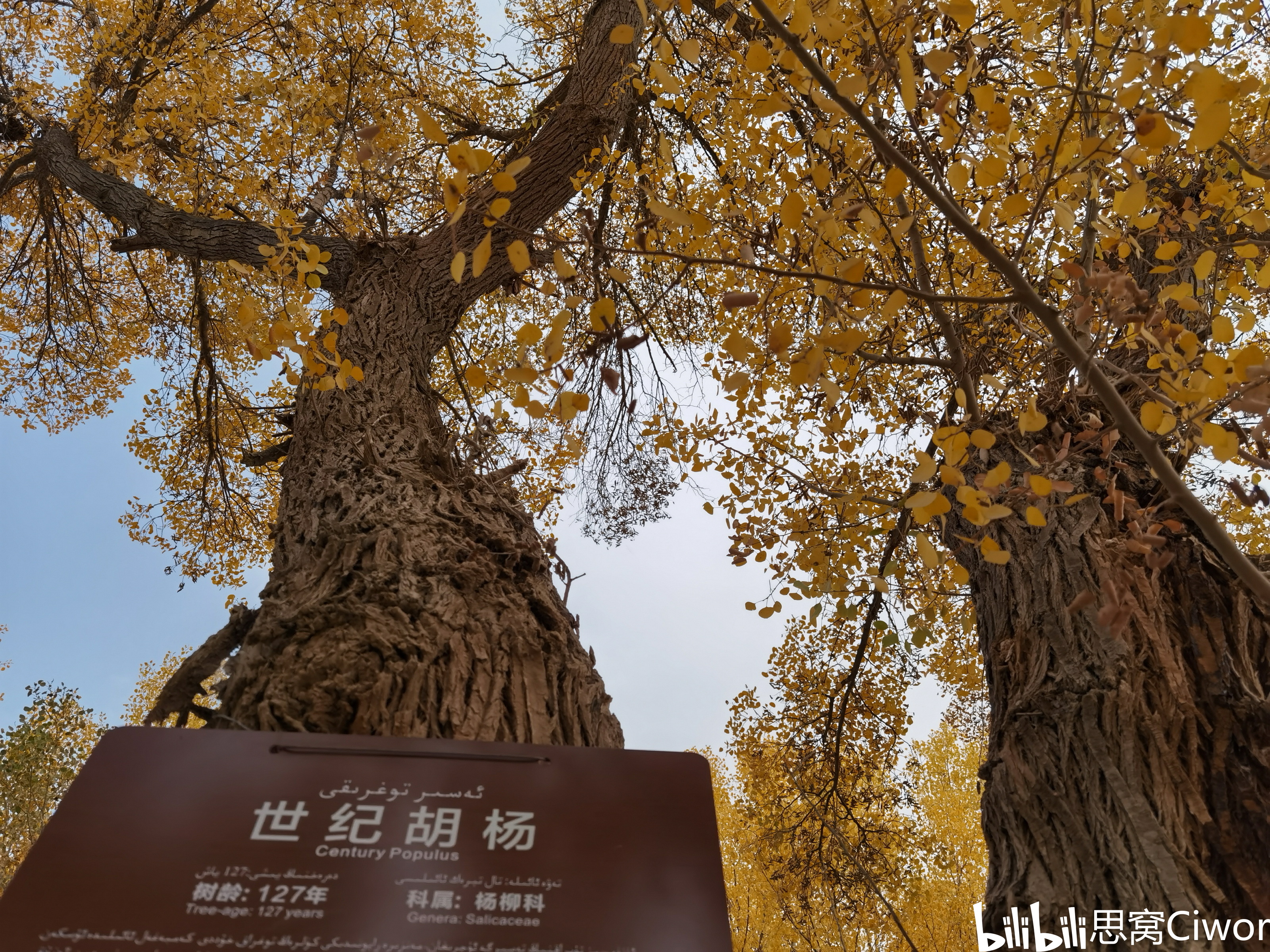 思窝甜酸甜酸mm:泽普金湖杨国家森林公园,探秘1400多年树龄胡杨王