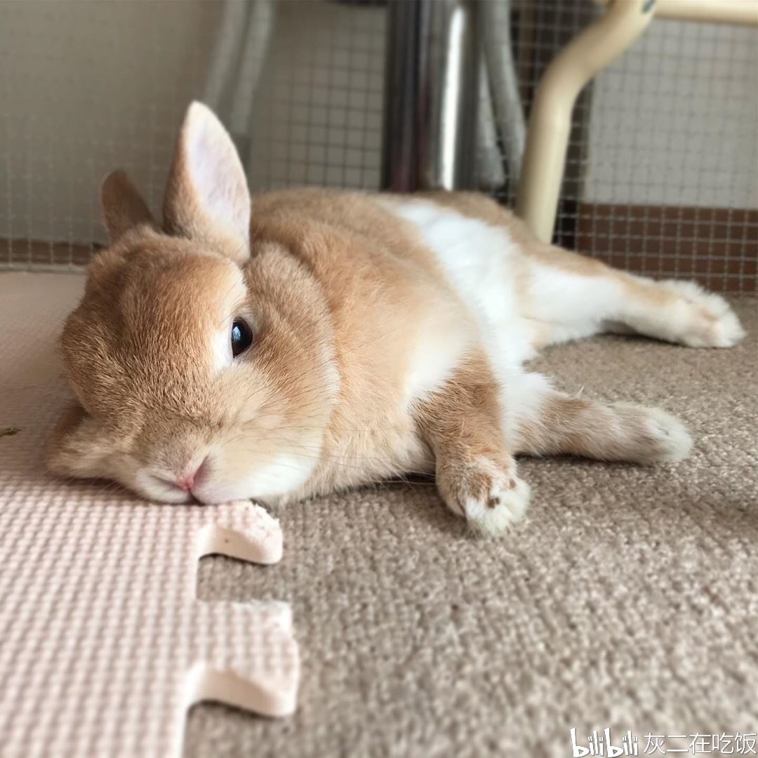 让你了解兔兔的睡眠行为!