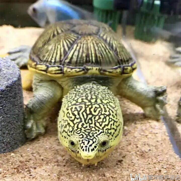 今儿聊一聊蛋龟之王,窄桥蛋龟!