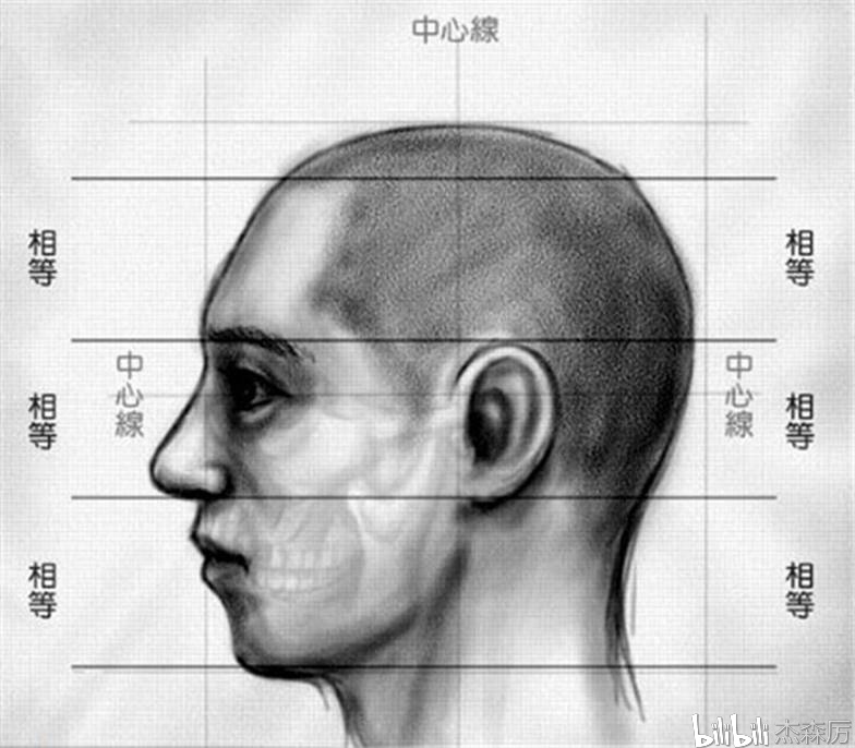 人的头部比例 (侧面)三庭五眼