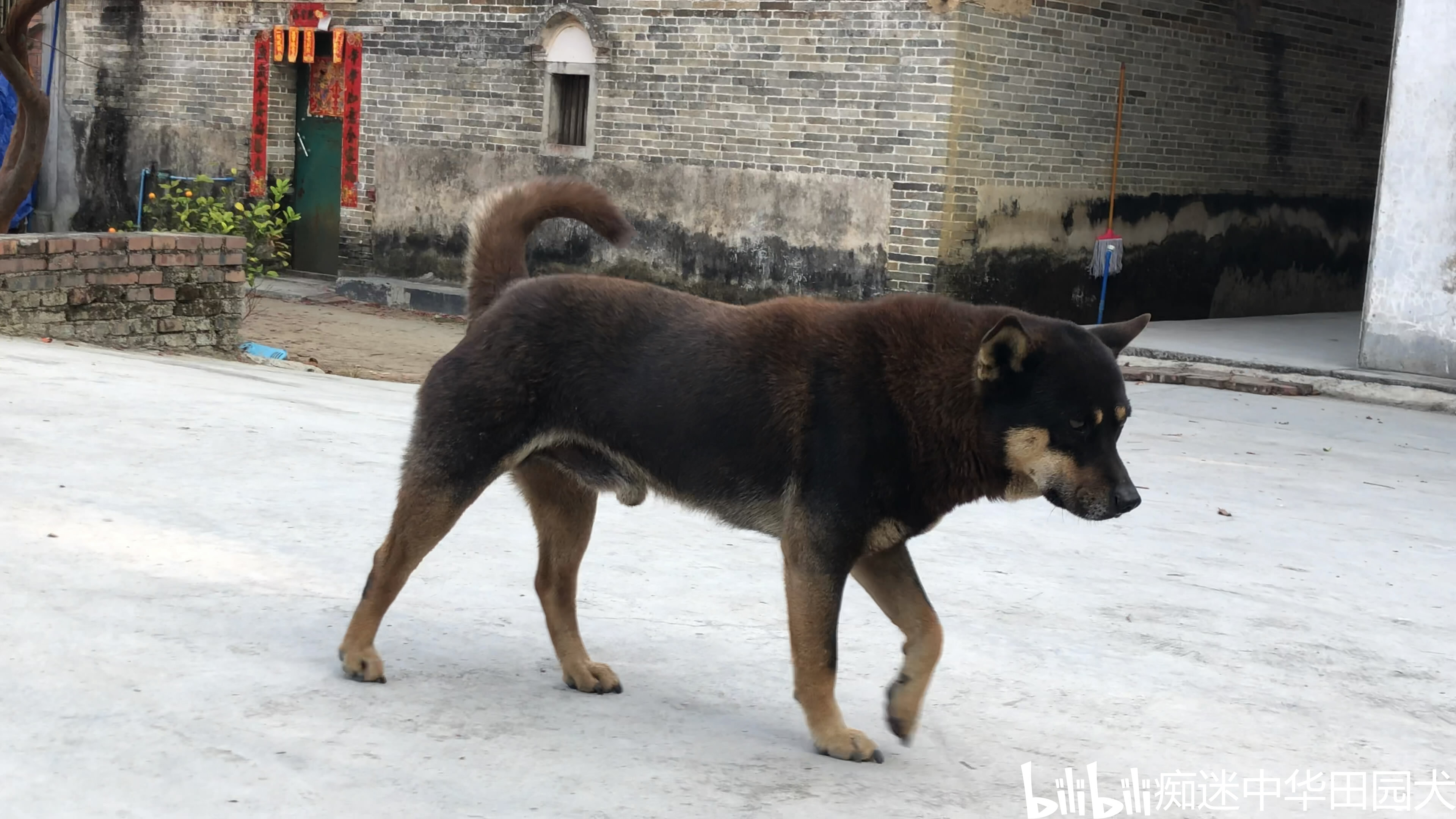 一个只为兴趣而生的up主的自述 土松,是也叫松毛狗,狮子狗,是土狗与