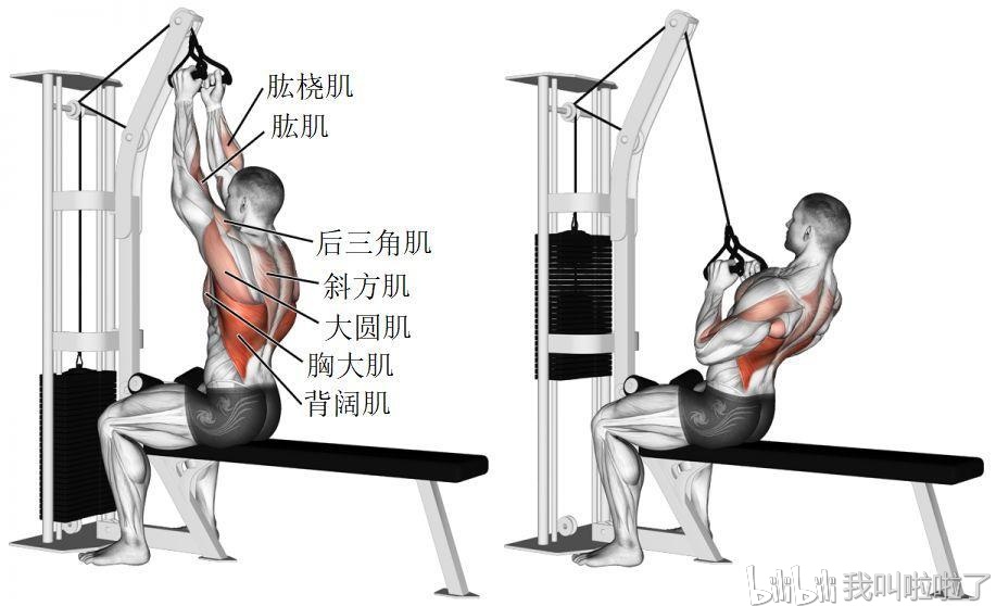 基本训练动作分享之背部训练