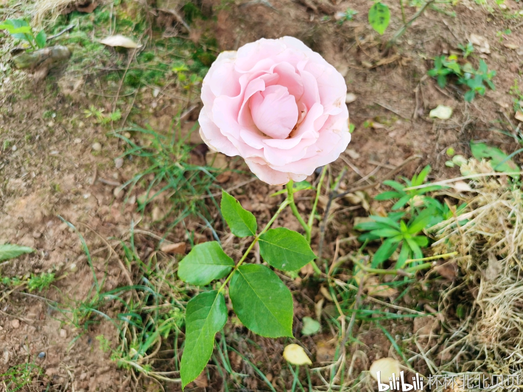 独自美丽的粉色小花