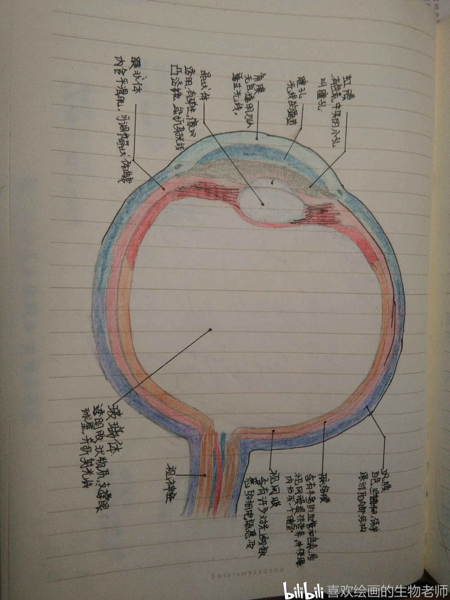 在绘画中学生物系列(5)——眼球和耳的结构