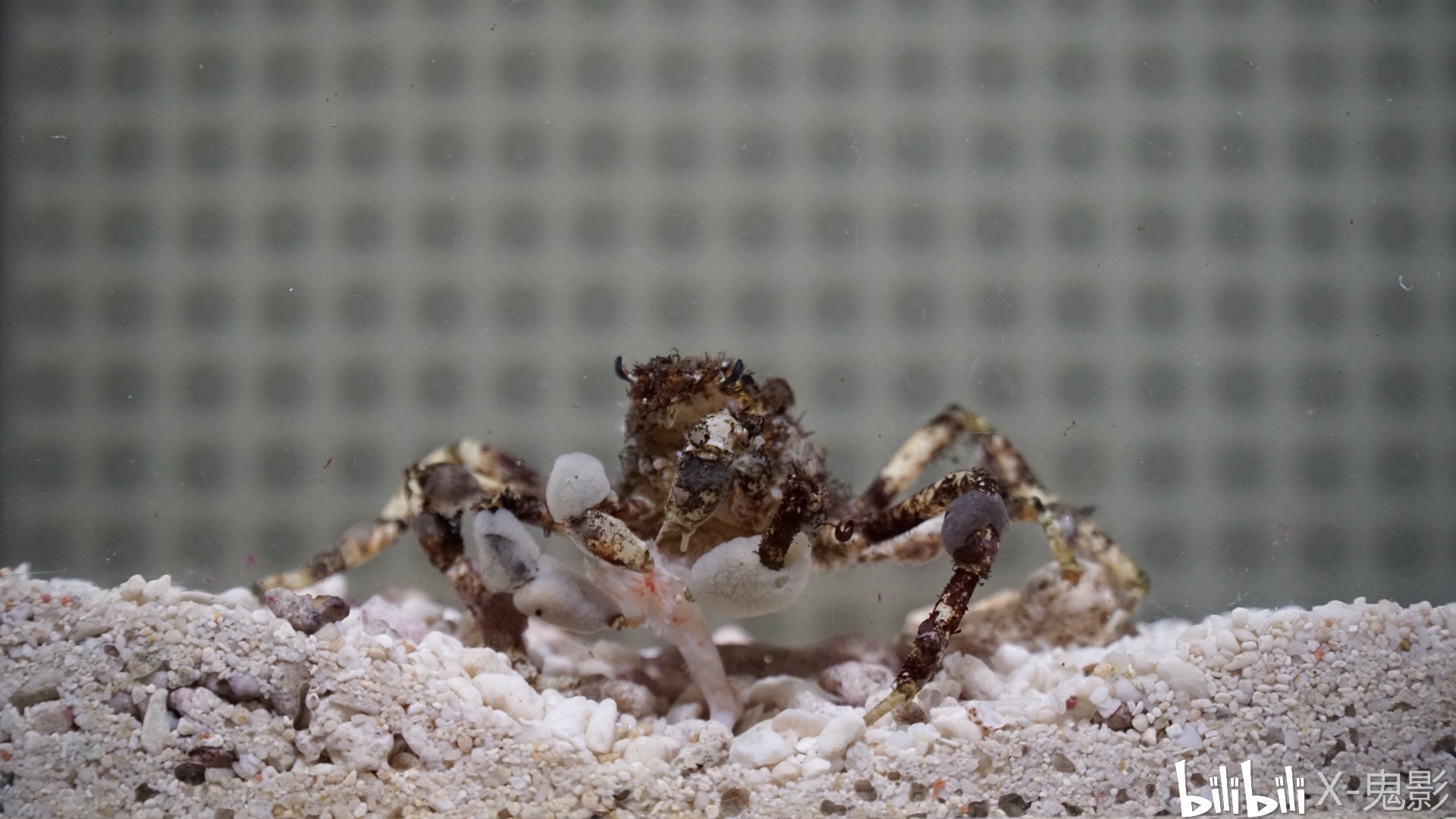decorator crab