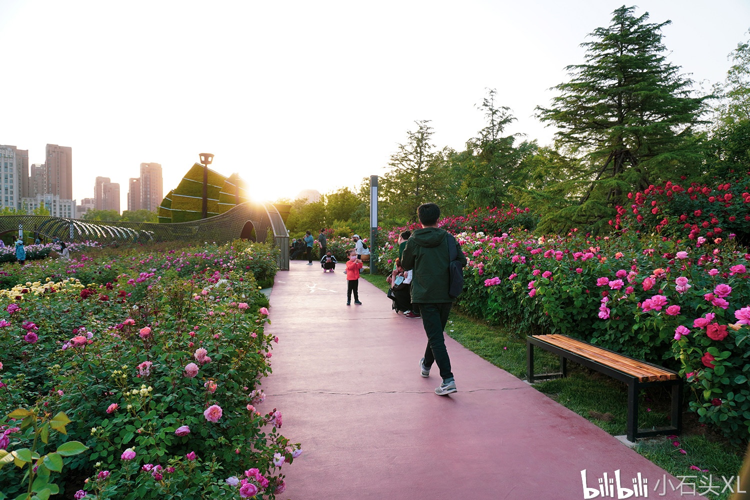 丹凤公园月季花开正时节廊坊