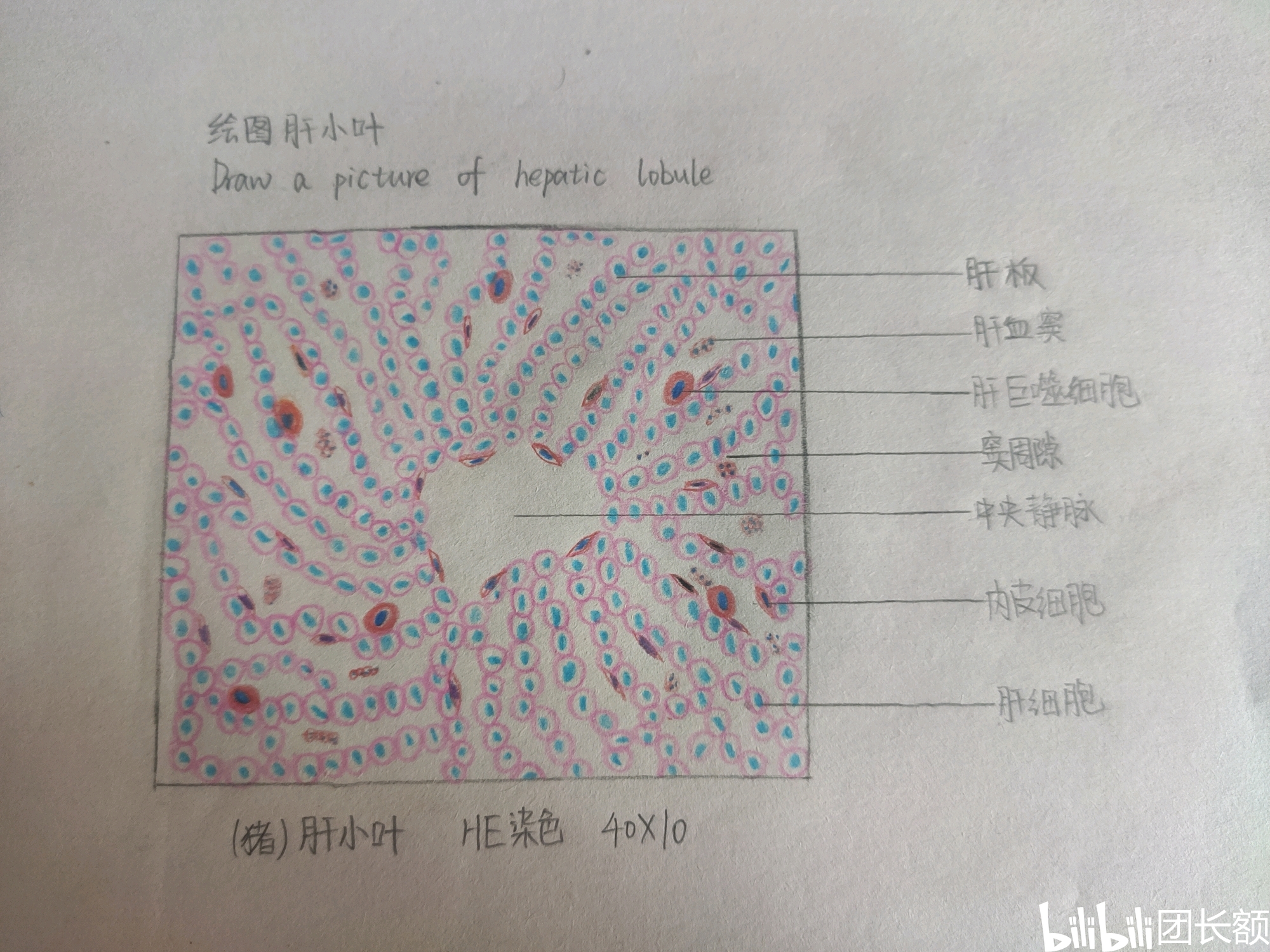 组织学与胚胎学实验报告(组胚)