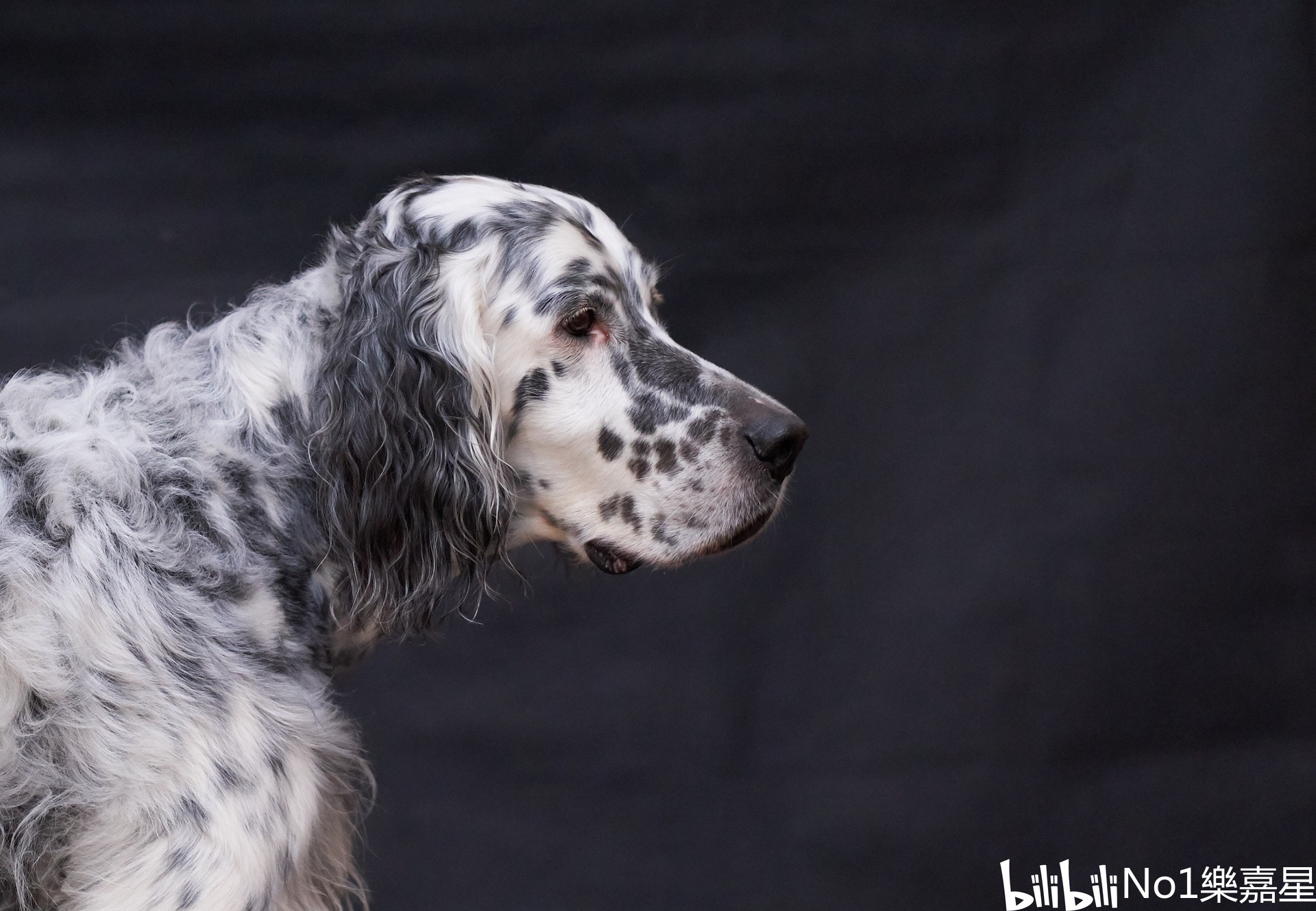 优雅充满活力的英国雪达蹲猎犬(english setter)