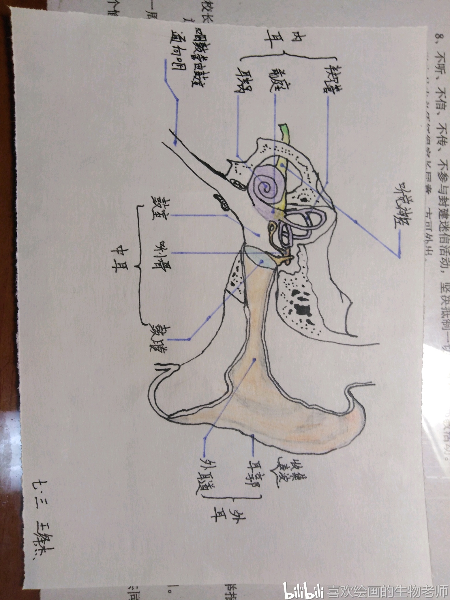 在绘画中学生物系列(5)——眼球和耳的结构