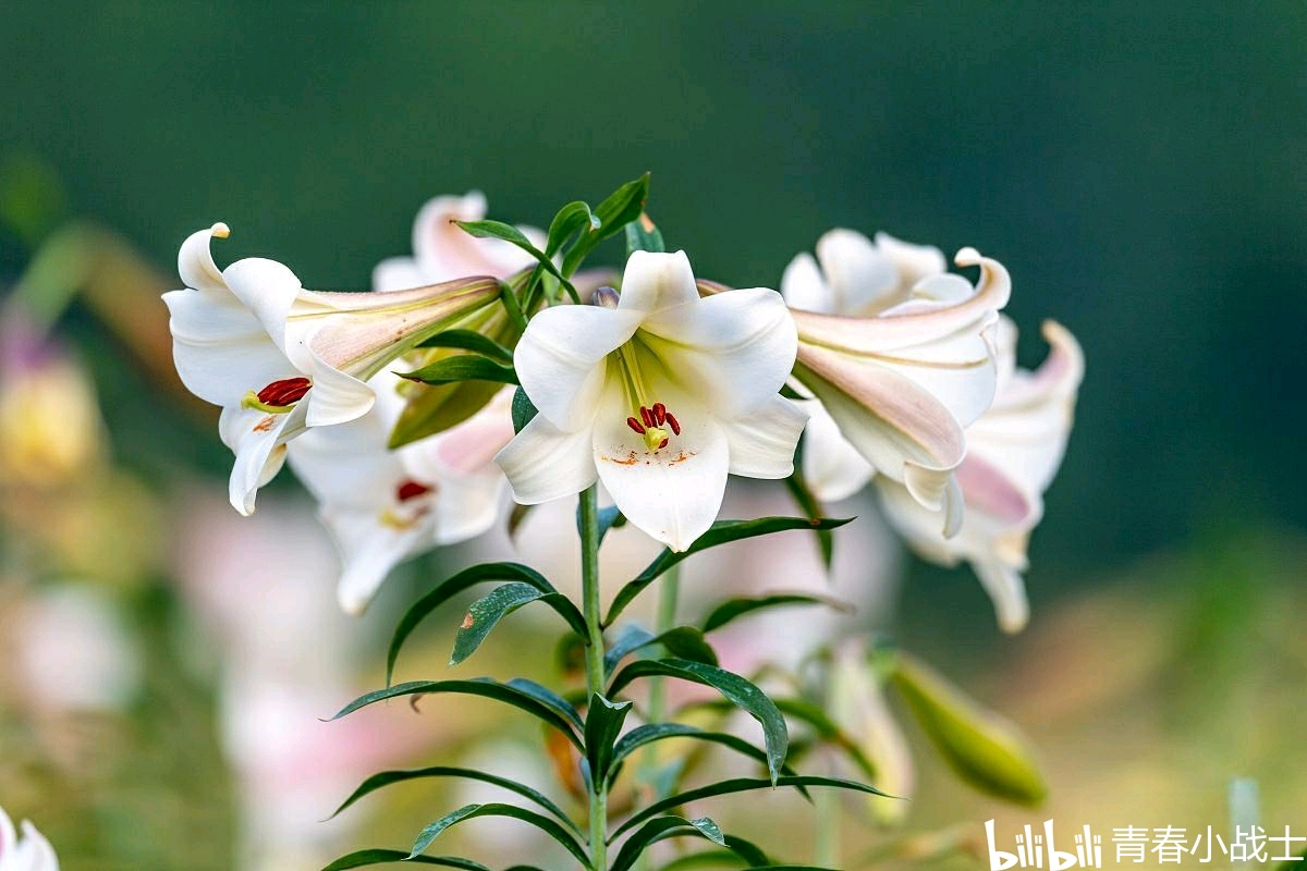 百合花