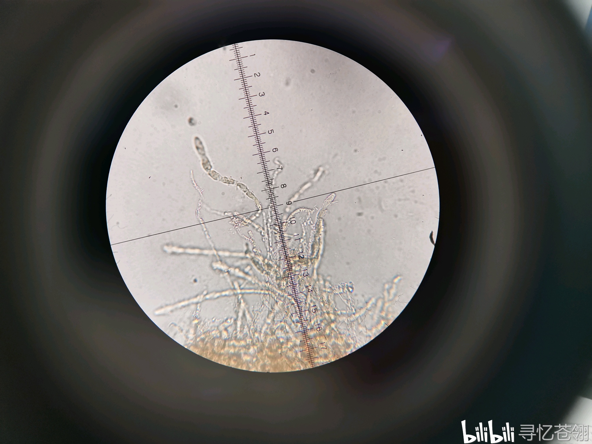 植物病原菌图片整理