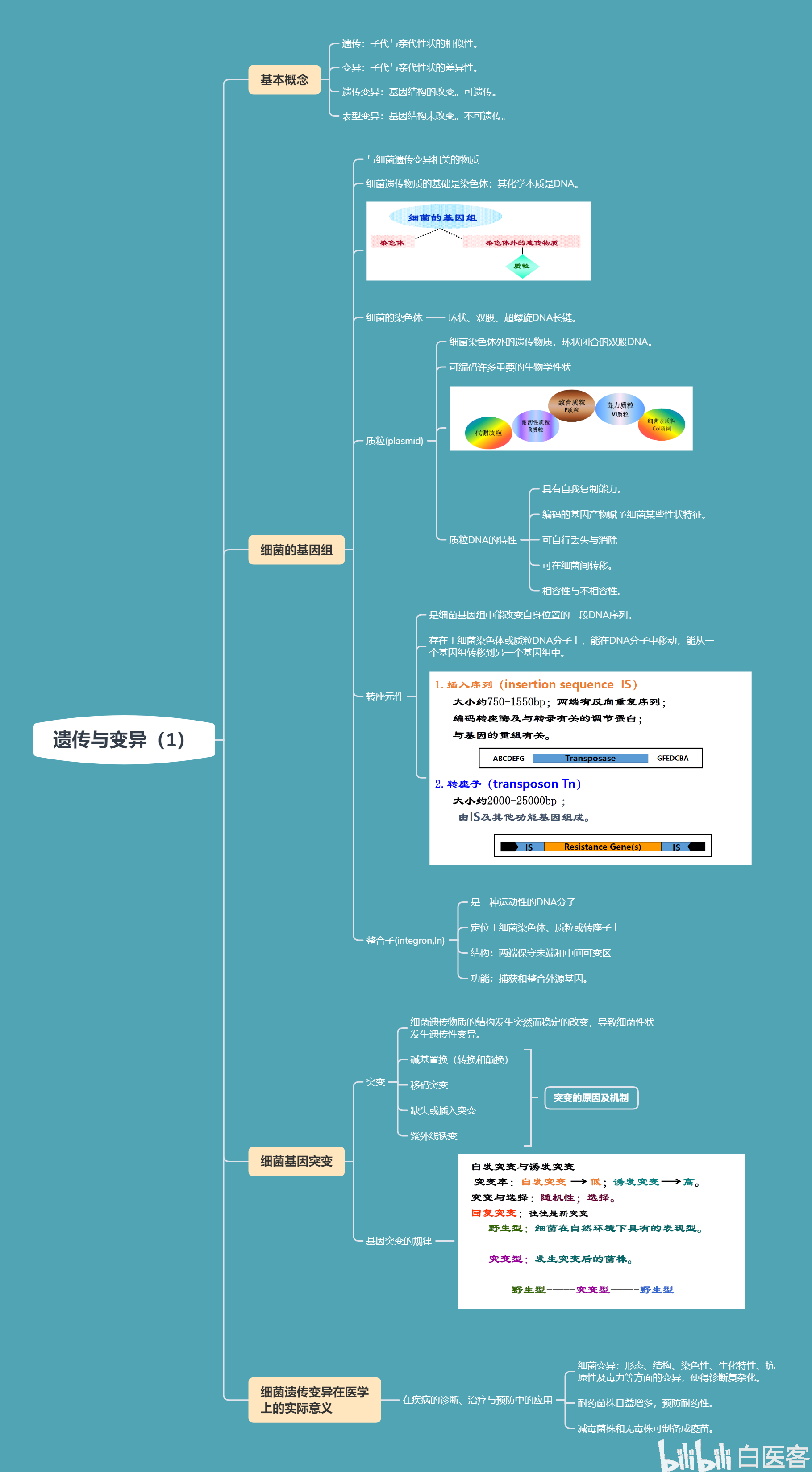 【医学微生物学—思维导图】遗传与变异