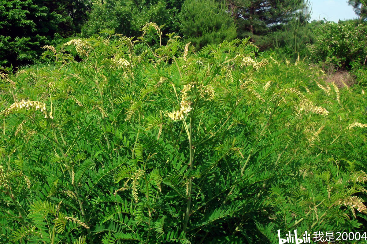 【来源】:为豆科植物苦参的根.