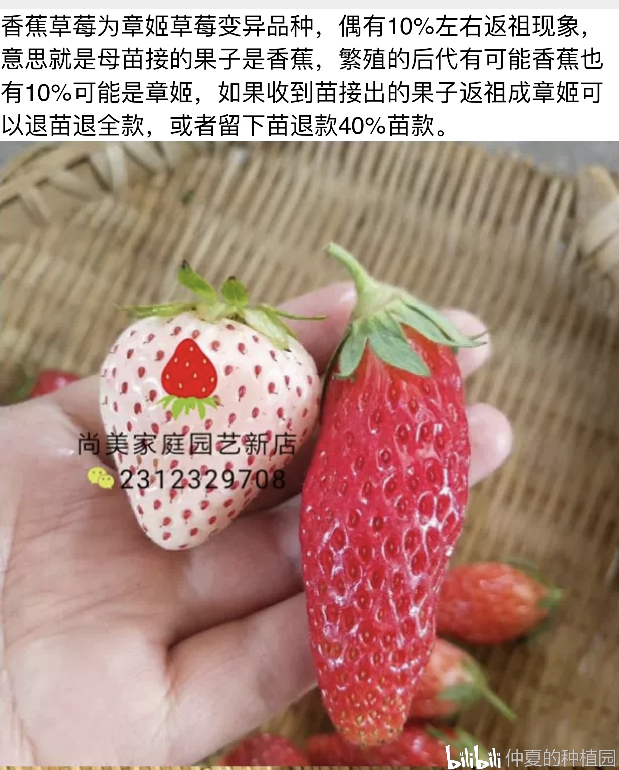 左边是对比的白草莓