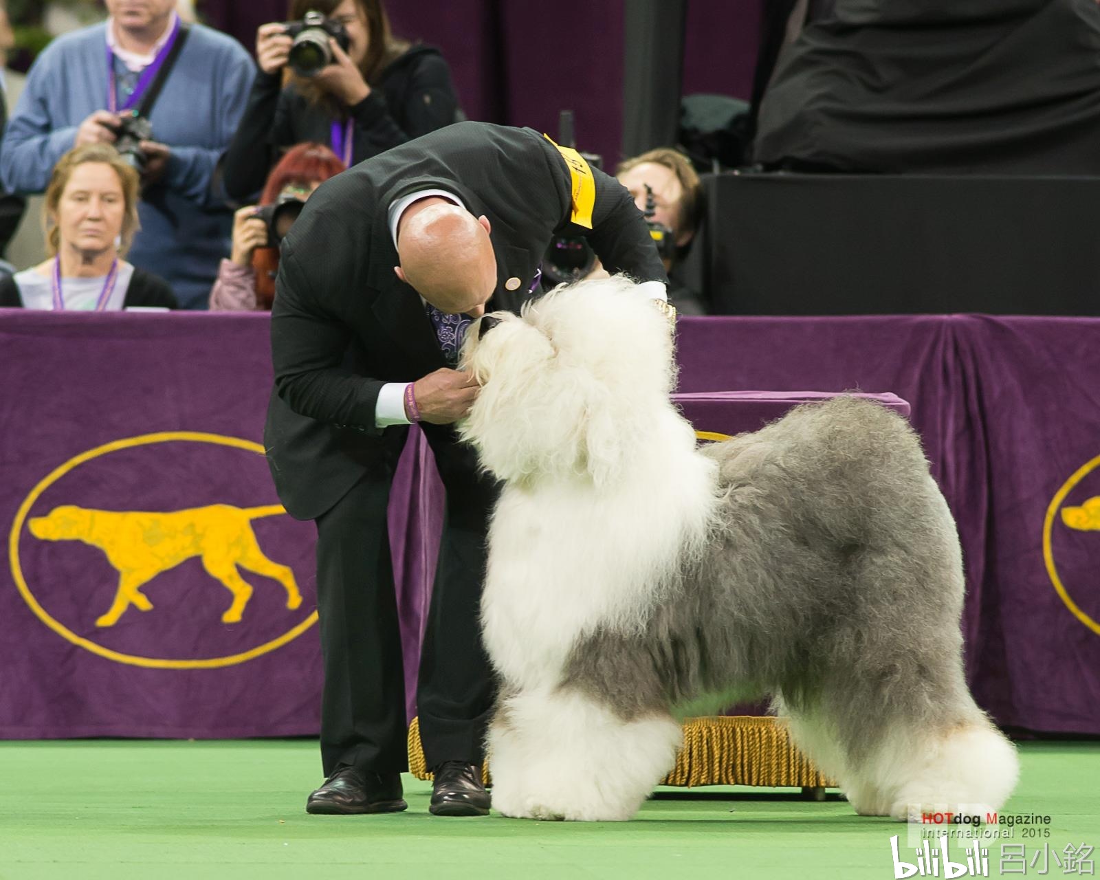 古代英国牧羊犬审查优先级