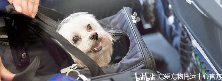 国外购买宠物狗回国流程视频播放大全