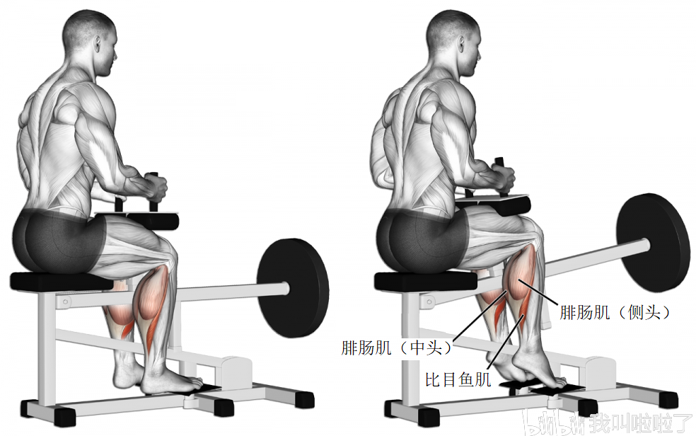 坐姿腿弯举:腿后侧肌群的训练动作