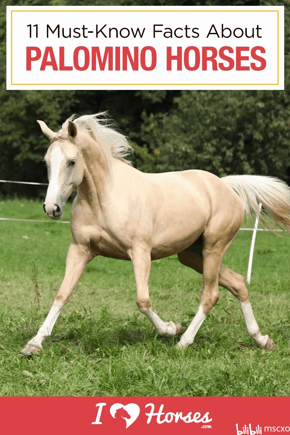 (马驹圈)palomino 帕洛米诺马,我国古代习惯称为银鬃马,礼仪用途马种