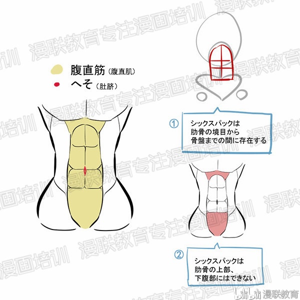 ① 六块腹肌存在于从肋骨边界到骨盆之间.