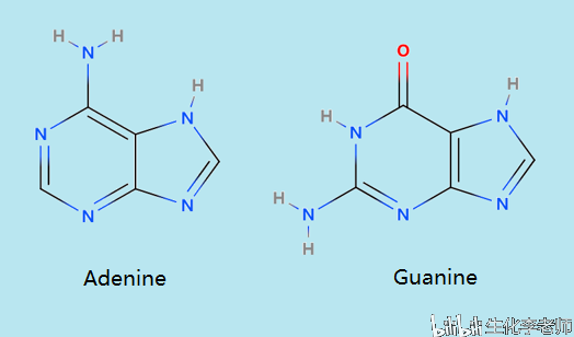 自然界中还有黄嘌呤,次黄嘌呤,尿酸,茶叶碱,可可碱和咖啡因.前三种