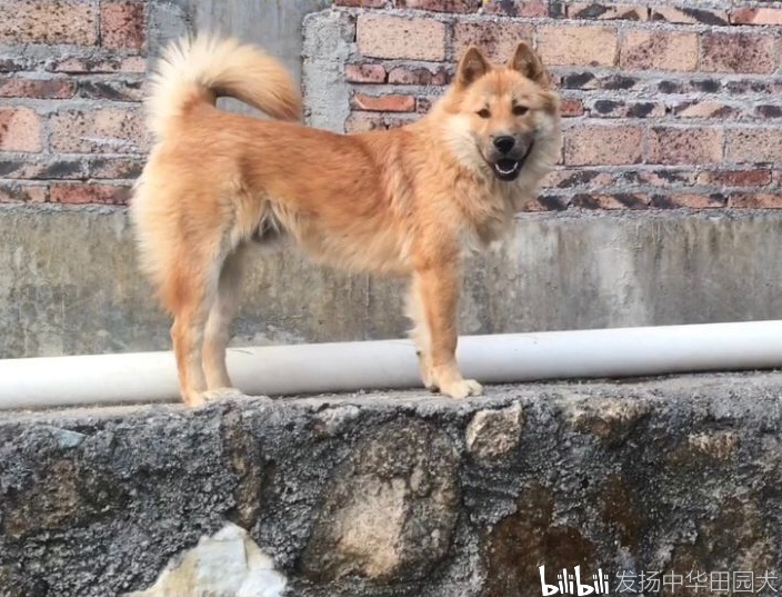 憨气的土松狮犬