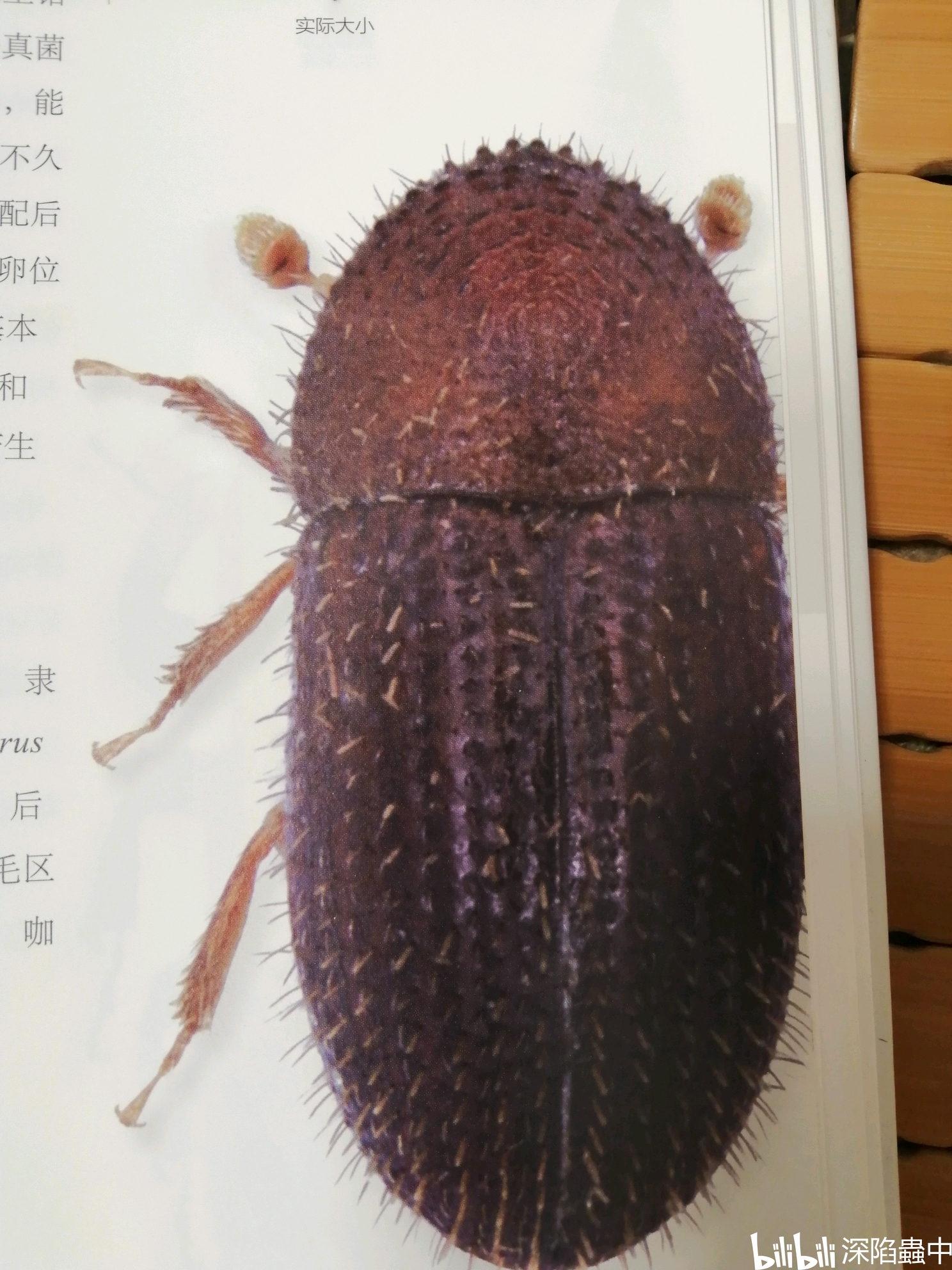 如何正确对待甲虫