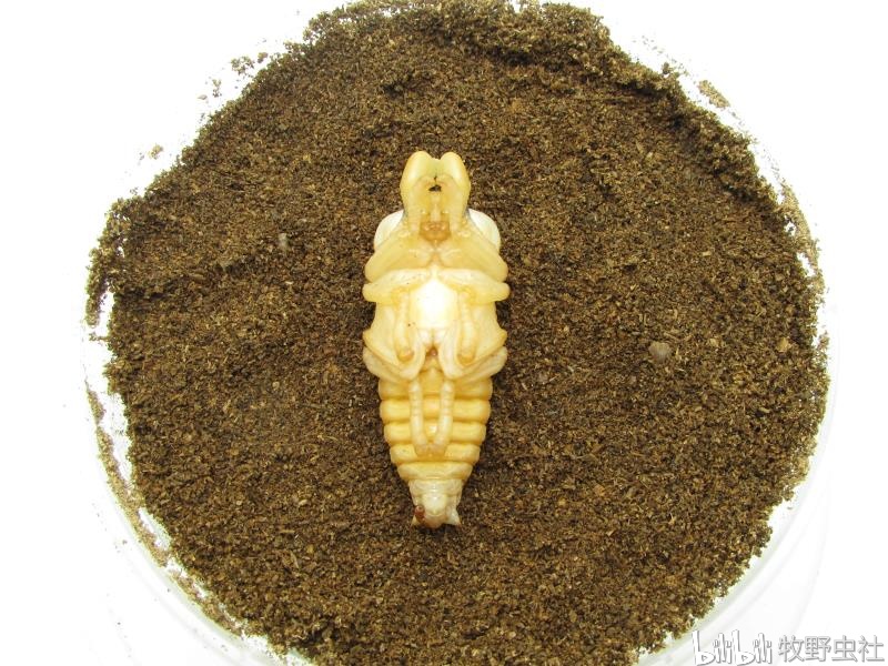彩虹锹形虫