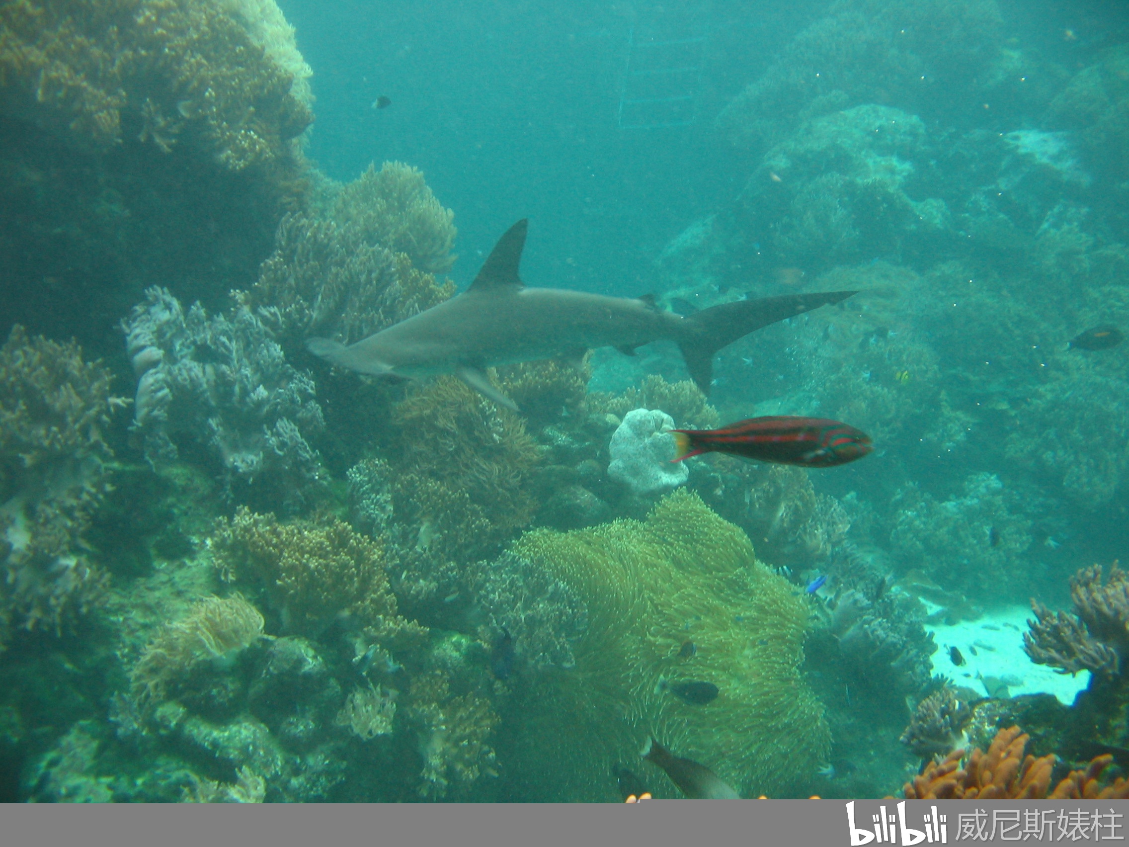 世界上著名的水族馆 d8e6a3a4d0f848e784b629f4137042c128989ec9.jpg