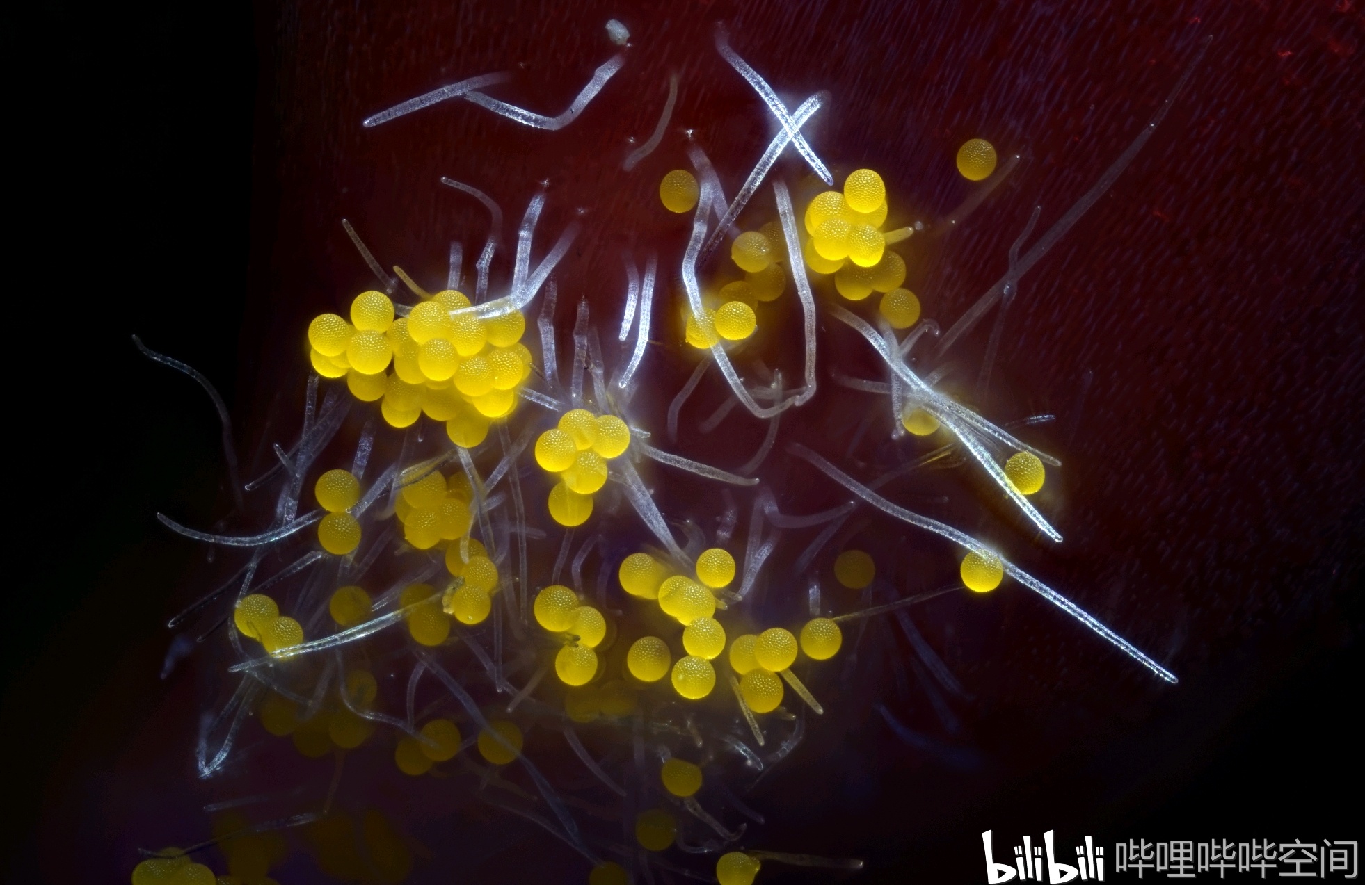 花蕊和绒毛与花粉的显微摄影