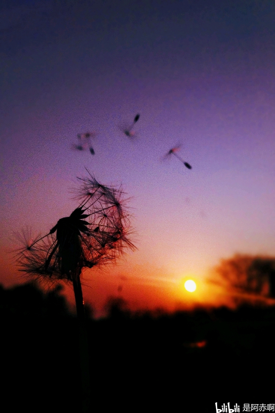 夕阳与蒲公英(2)