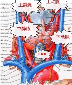 血管与神经——甲状腺中的生命线