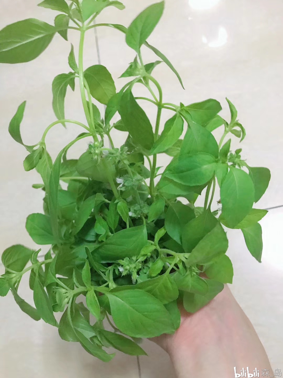 柠檬罗勒